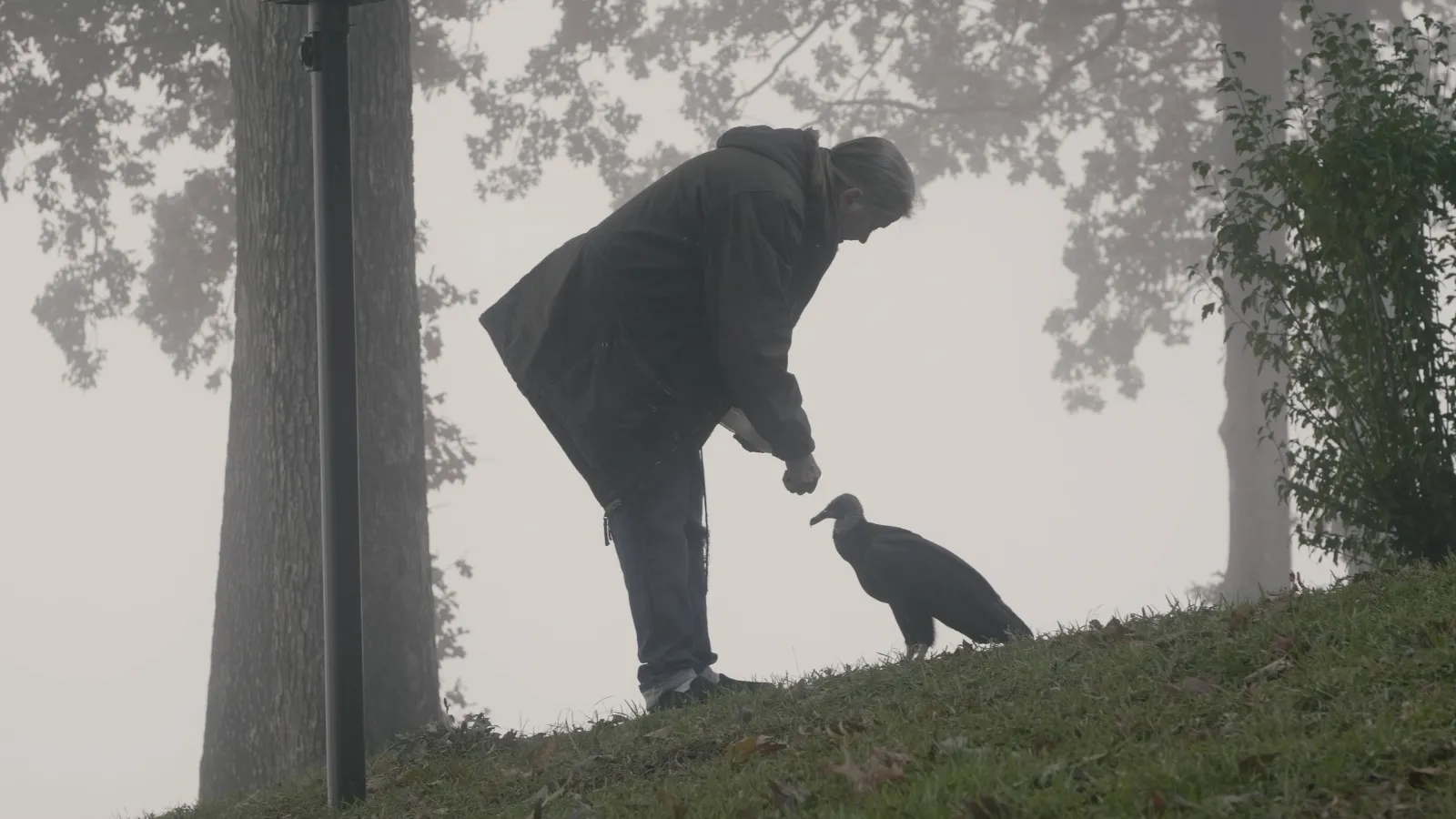 A woman wearing a rain coat leans down to feed a resting vulture on a grassy knoll.