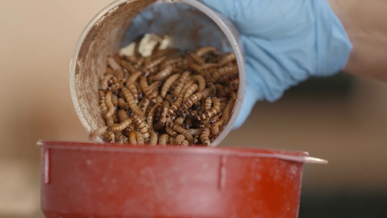 Closeup of worms bred at a Florida bug farm. 