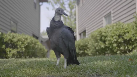 A black vulture stands on a patch of grass between two gray apartment buildings.