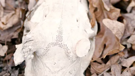 A close up of a white animal skull laying on a bed of brown, dead leaves.