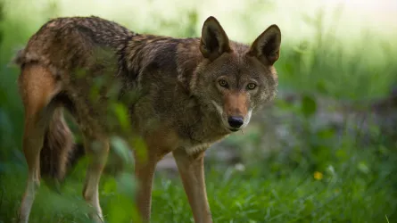 Red Wolf Revival